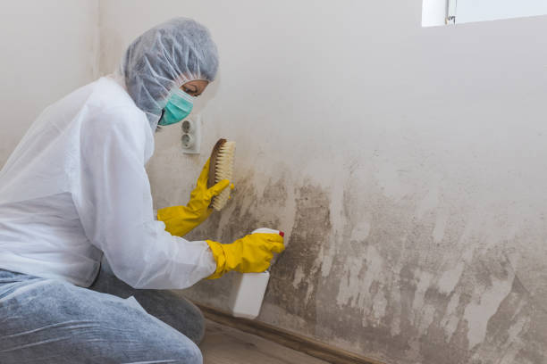 Why You Should Choose Our Mold Remediation Services in Tok, AK